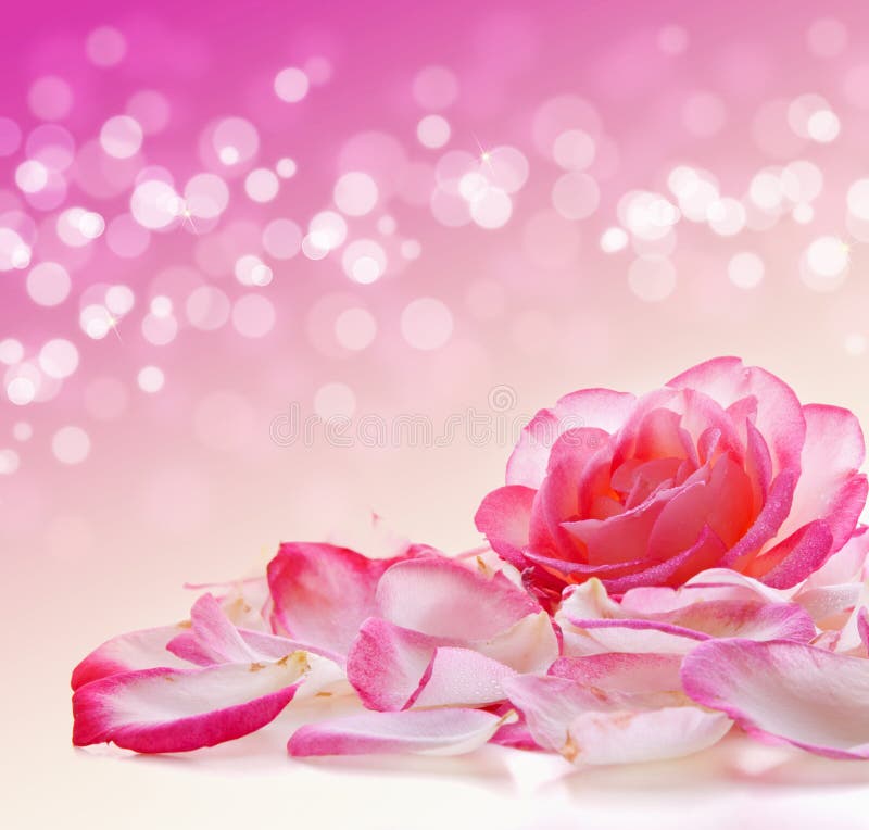 Rosa rosafarben und Blumenblätter stockfotos