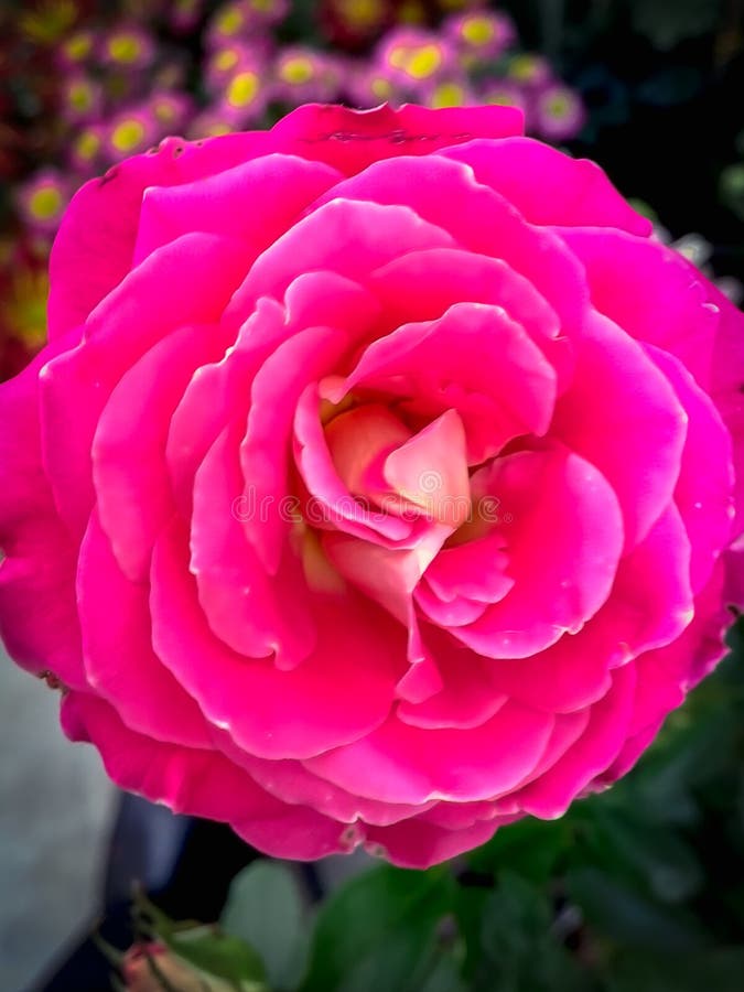Rosa Rosa Rosa lizenzfreie stockfotografie Rosa Rosa Rosa lizenzfreie stockfotografie