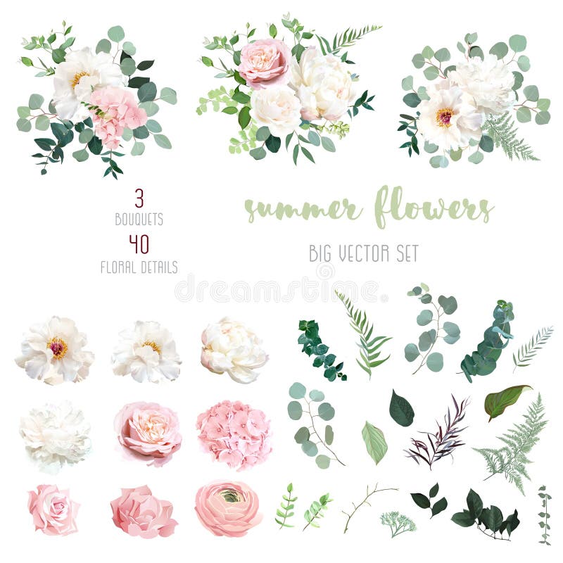 Rosa rosata rosa e verde di avena di avorio hydrangea ranunculus illustrazione vettoriale