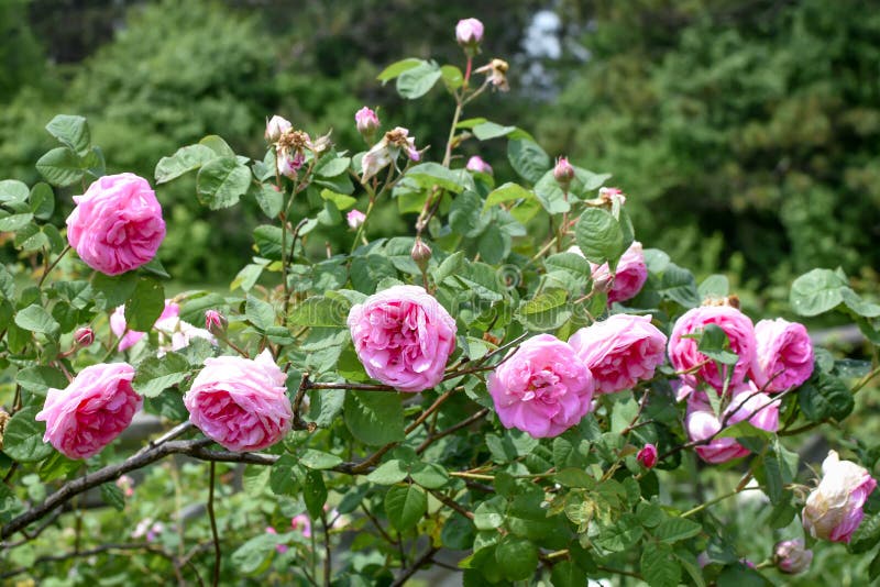 Rosa rosblomma och Rosebuds som väntar för att blomma royaltyfria bilder Rosa rosblomma och Rosebuds som väntar för att blomma royaltyfria bilder