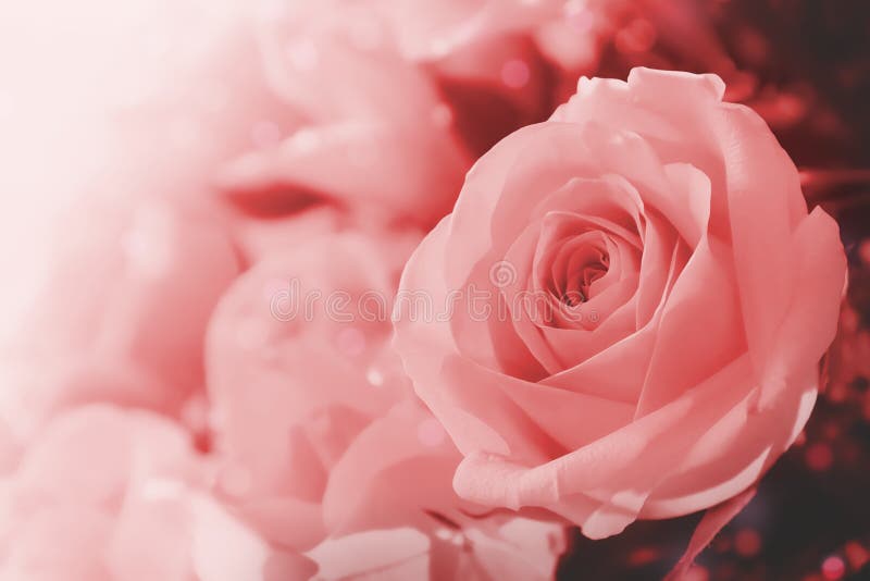 Rosa Rose Flowers in der weichen Farbe lizenzfreie stockfotos