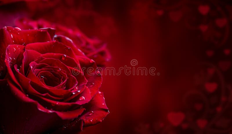 Rosa Rose rosse Mazzo delle rose rosse Parecchie rose sul fondo del granito Giorno di biglietti di S. Valentino, fondo di giorno