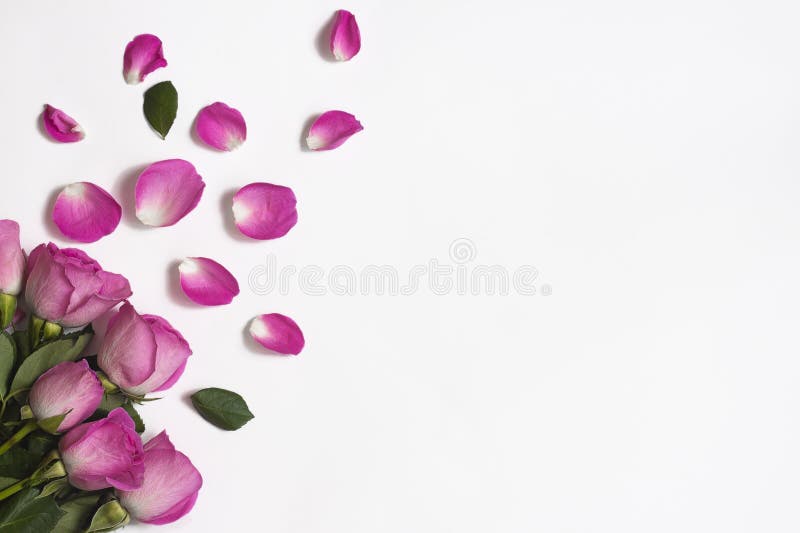 Rosa Rosen, stiegen Blumenblätter und grüne Blätter auf einem weißen Hintergrund lizenzfreies stockfoto Rosa Rosen, stiegen Blumenblätter und grüne Blätter auf einem weißen Hintergrund lizenzfreies stockfoto