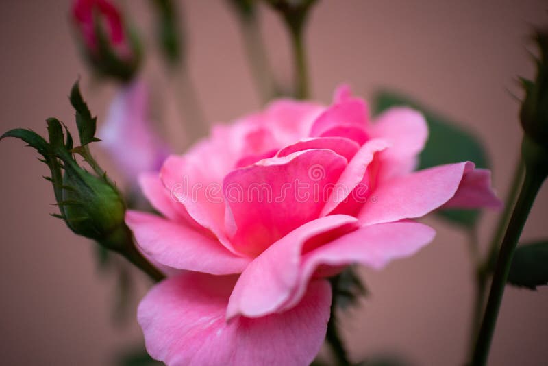 Rosa rosenblomma med knoppar i en trädgård Stäng