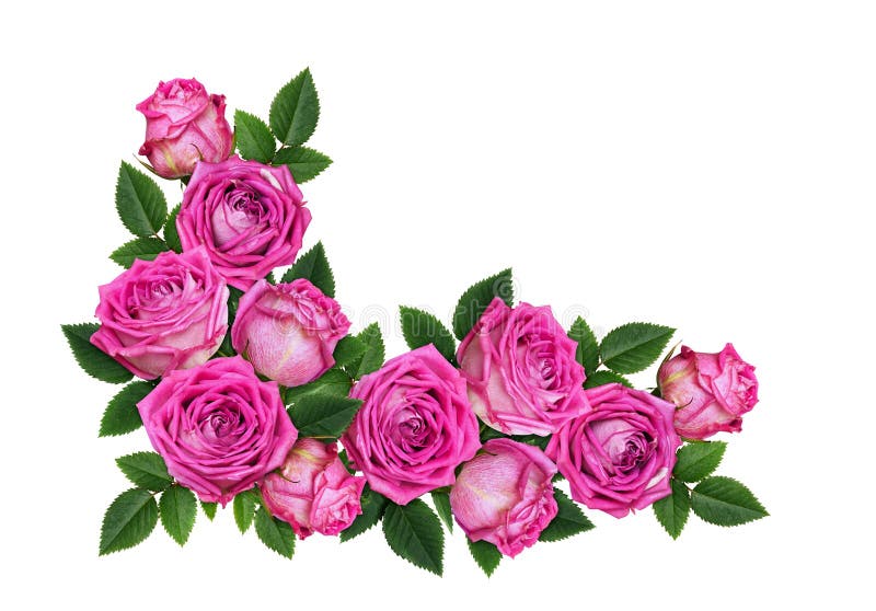 Rosa Rosenblumen in einer Ecke Blumen-Anordnung isoliert auf weiß lizenzfreies stockbild