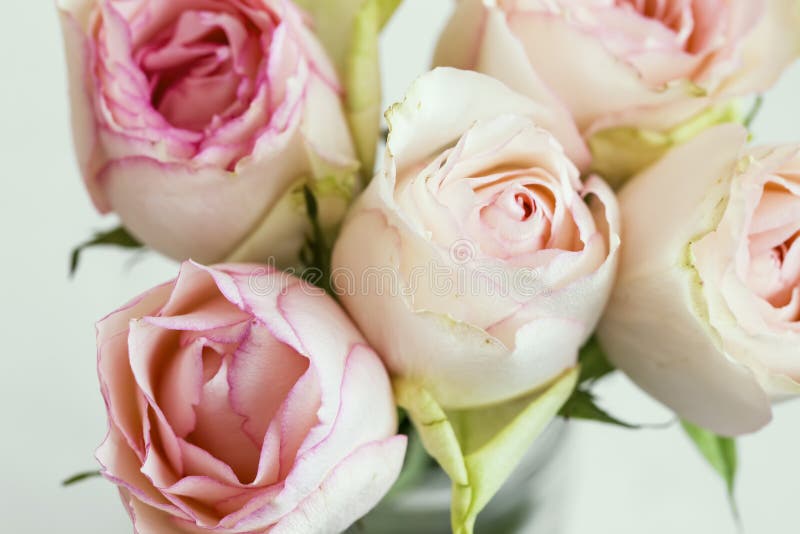 Rosa Rosenblumenstrauß, weiche empfindliche Rosen Nahaufnahme, Frühlingsrosenblumenstrauß in einem Vase stockfotografie Rosa Rosenblumenstrauß, weiche empfindliche Rosen Nahaufnahme, Frühlingsrosenblumenstrauß in einem Vase stockfotografie