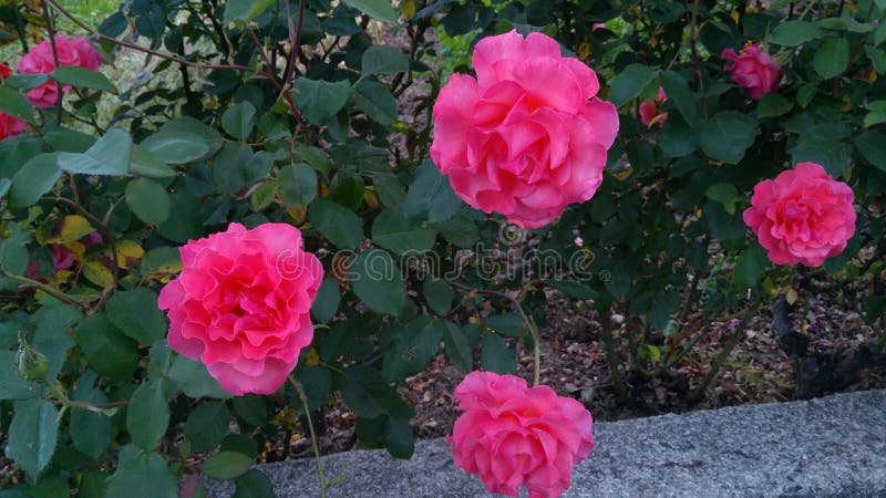 Rosa rosor i din mening arkivfoto Rosa rosor i din mening arkivfoto