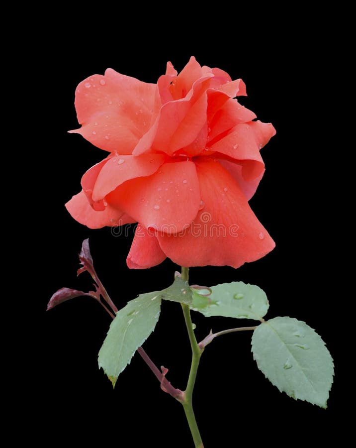 Rosa rossa 26 immagine stock Rosa rossa 26 immagine stock