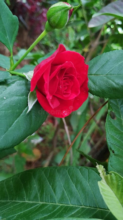 Rosa rossa con colore luminoso immagine stock Rosa rossa con colore luminoso immagine stock