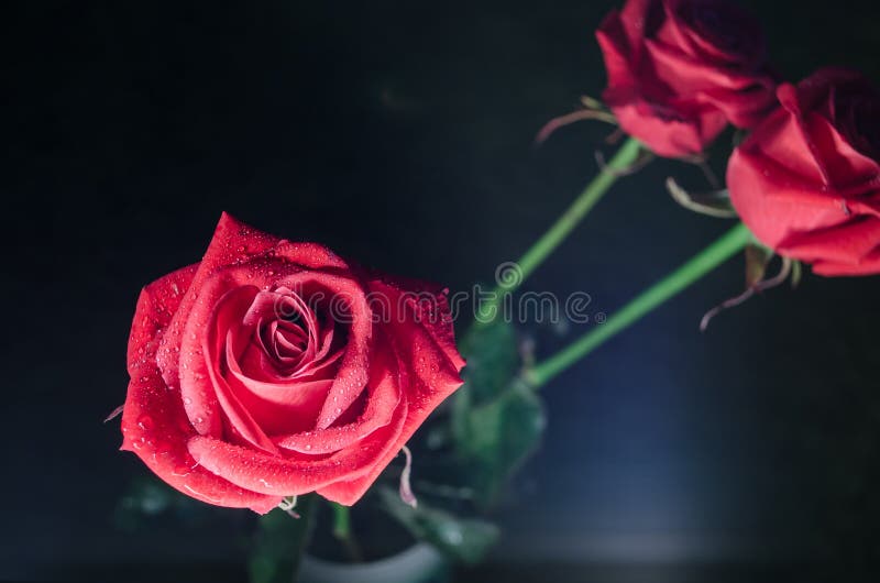 Rosa rossa con le gocce di rugiada su fondo blu mistico fotografie stock libere da diritti Rosa rossa con le gocce di rugiada su fondo blu mistico fotografie stock libere da diritti