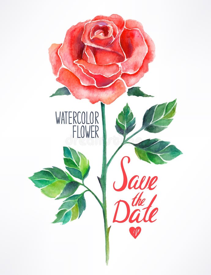 Rosa rossa dell'acquerello royalty illustrazione gratis Rosa rossa dell'acquerello royalty illustrazione gratis