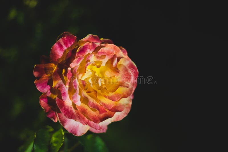 Rosa rossa e gialla con fondo nero fotografia stock libera da diritti Rosa rossa e gialla con fondo nero fotografia stock libera da diritti