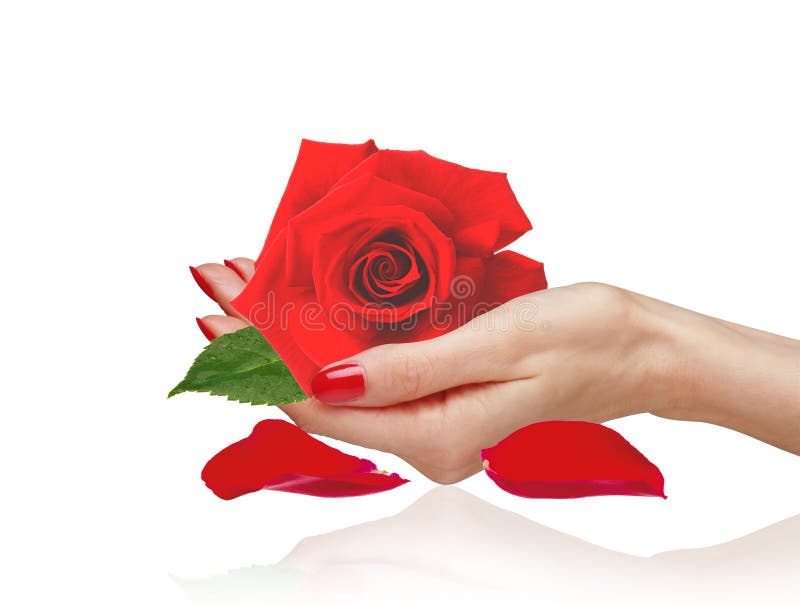 Red rose in woman hand and petals isolated on white background. Red rose in woman hand and petals isolated on white background