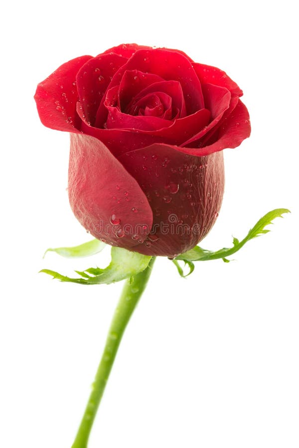 Rosa rossa perfetta con le gocce di acqua sui petali isolati su fondo bianco fotografia stock libera da diritti Rosa rossa perfetta con le gocce di acqua sui petali isolati su fondo bianco fotografia stock libera da diritti