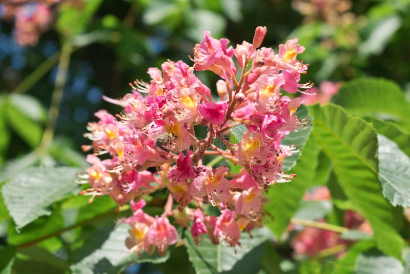 Rosa Rosskastanieblumen auf einem Hintergrund von grünen Blättern lizenzfreie stockfotos Rosa Rosskastanieblumen auf einem Hintergrund von grünen Blättern lizenzfreie stockfotos