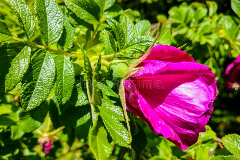 Rosa rugosa common names are rugosa rose, beach rose, Ramanas rose stock photography Rosa rugosa common names are rugosa rose, beach rose, Ramanas rose stock photography