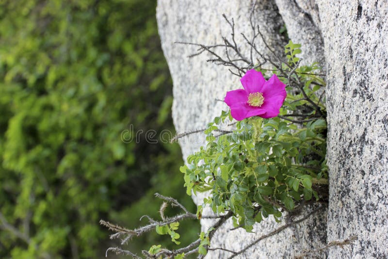 Rosa rugosa grows on Japan Sea coast. Rosa rugosa grows on Japan Sea coast