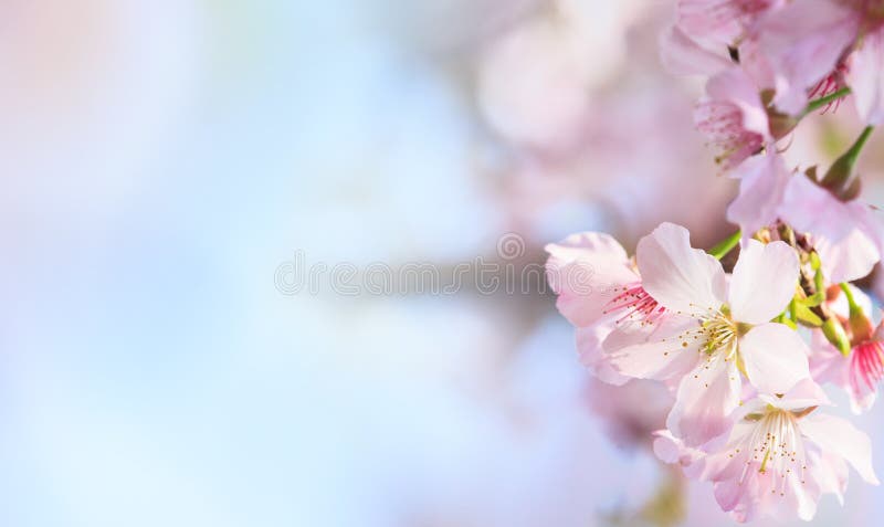 Rosa sakura kronblad blommar bakgrund Romantiska kronblad för blomningsakura blomma fotografering för bildbyråer Rosa sakura kronblad blommar bakgrund Romantiska kronblad för blomningsakura blomma fotografering för bildbyråer