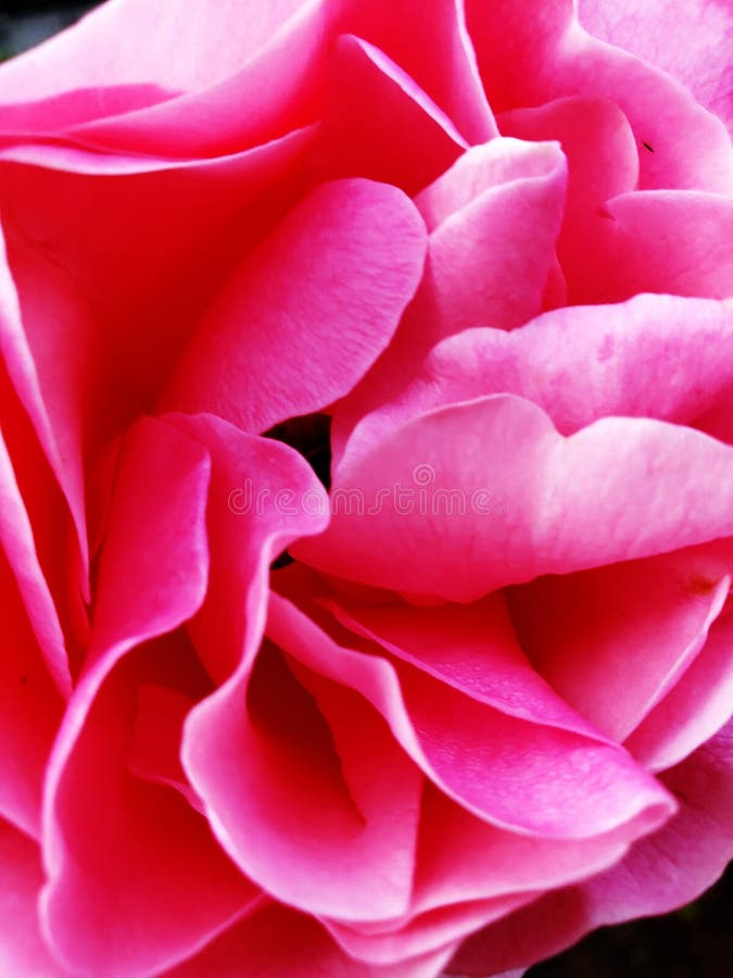 Rosa Schönheit im Makro lizenzfreies stockbild Rosa Schönheit im Makro lizenzfreies stockbild