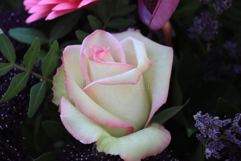 Rosa rosa rosa simple foto de archivo. Imagen de flores - 221029118
