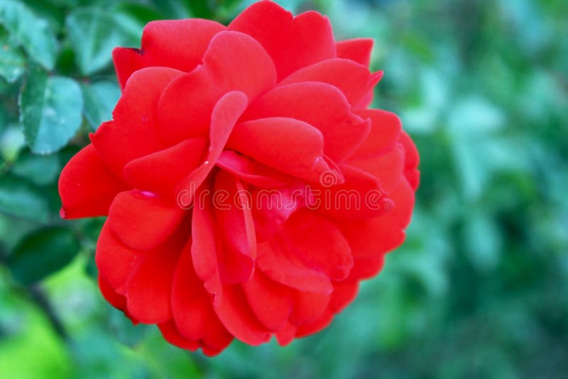 Rosa soorten Dublin Bay, het Beklimmen nam, Getty-Centrumtuin toe stock foto Rosa soorten Dublin Bay, het Beklimmen nam, Getty-Centrumtuin toe stock foto