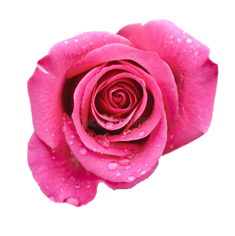 Rosa stieg stockbild