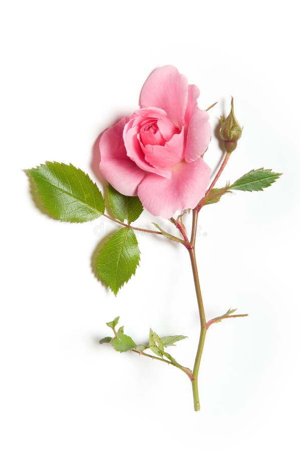 Rosa stieg stockbild