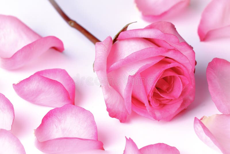 Rosa stieg lizenzfreie stockfotografie