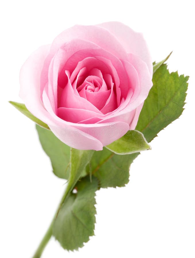 Rosa stieg lizenzfreies stockbild
