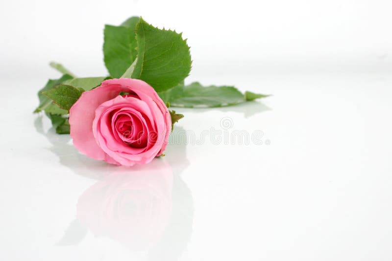 Rosa stieg stockbilder