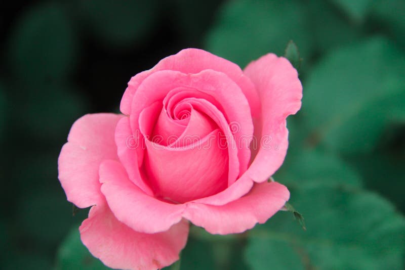 Rosa stieg stockfotografie