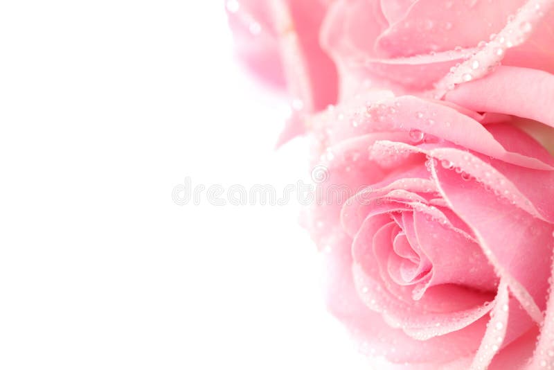 Rosa stieg lizenzfreies stockfoto