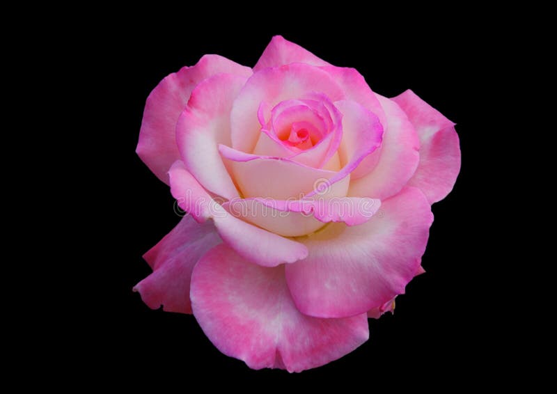 Rosa stieg auf schwarzen Hintergrund lizenzfreie stockfotografie
