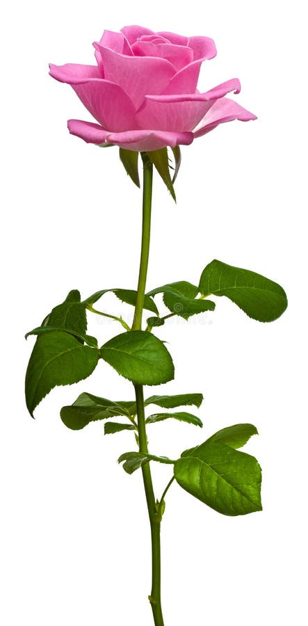 Rosa stieg auf Weiß lizenzfreies stockfoto
