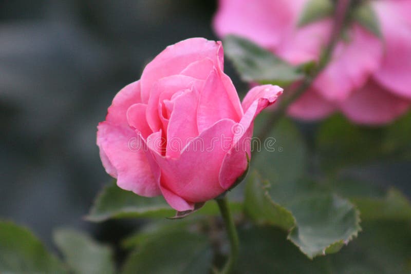 Rosa stieg der bulgarische mittlere Sommer frisch und schön in Sommer Petrich 2019 stockfotos Rosa stieg der bulgarische mittlere Sommer frisch und schön in Sommer Petrich 2019 stockfotos