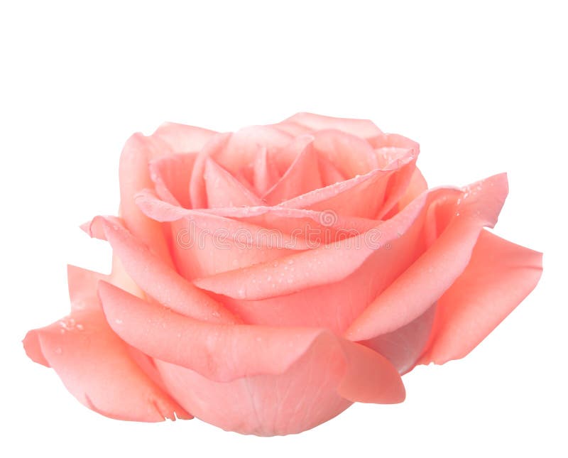 Rosa stieg lokalisiert auf weißem Hintergrund mit Beschneidungspfad - Bild lizenzfreie stockbilder