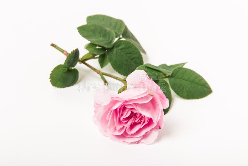 Rosa stieg mit grünen Blades und hält auf weißem Hintergrund auf. einzelne Blume. Kopienraum lizenzfreie stockfotografie