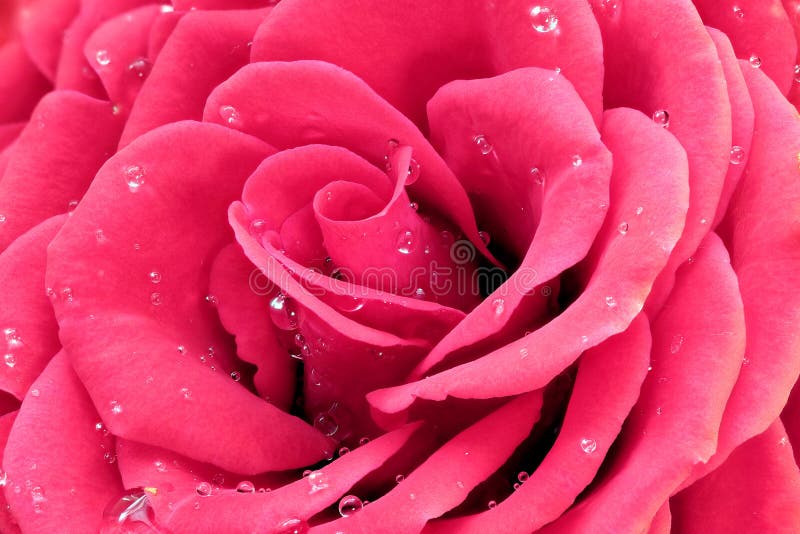 Rosa stieg mit Wassertropfen stockfotografie