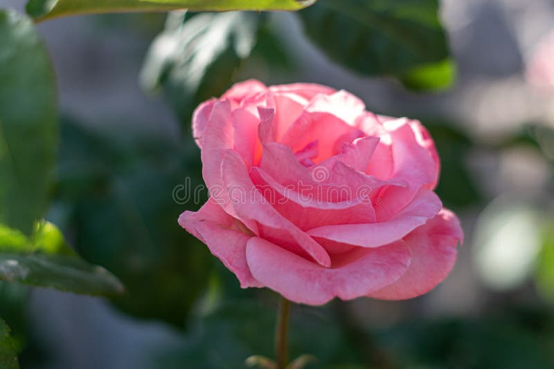 Rosa stieg w?hrend Fr?hlinges 2019 in einem Garten lizenzfreies stockfoto Rosa stieg w?hrend Fr?hlinges 2019 in einem Garten lizenzfreies stockfoto