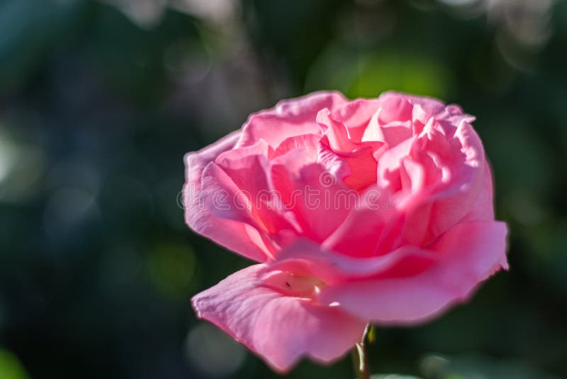 Rosa stieg während Frühlinges 2019 in einem Garten lizenzfreie stockbilder Rosa stieg während Frühlinges 2019 in einem Garten lizenzfreie stockbilder