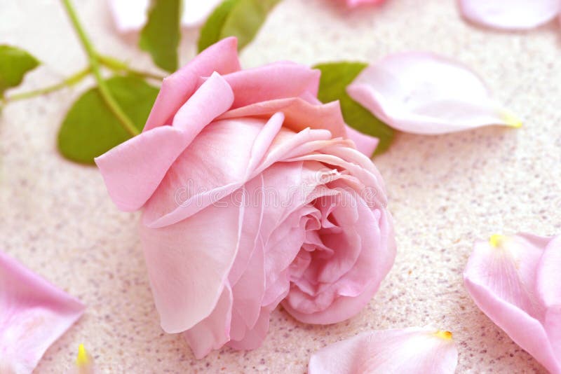 Rosa stieg über Blumenblätter stockbilder