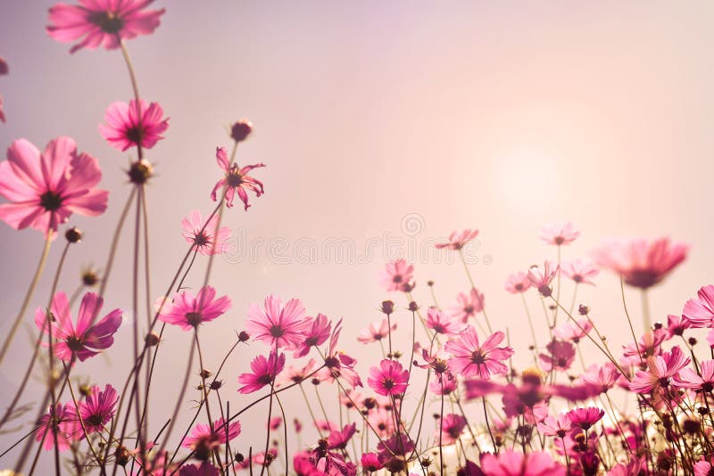 Rosa Ton des Kosmosblumenfeldes stockbild