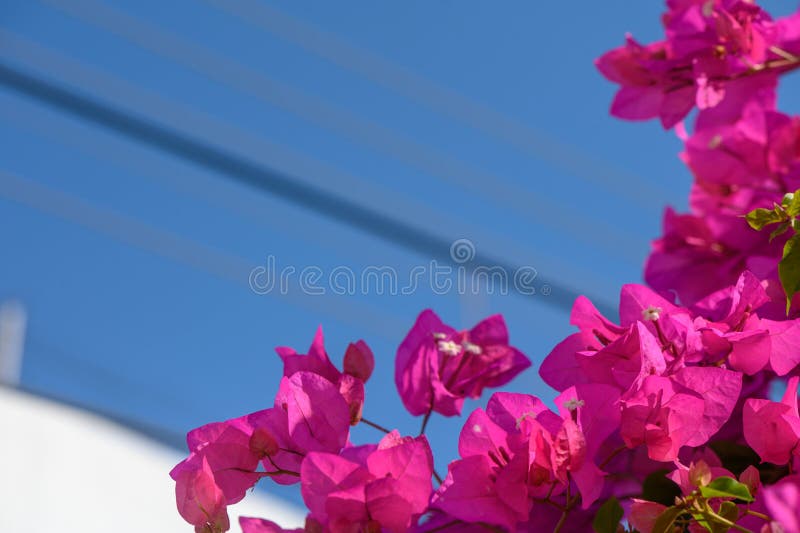 pink tropical flowers against blue sky 1. pink tropical flowers against blue sky 1