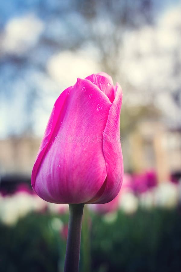 Rosa tulpan i rabatten, slut upp royaltyfri fotografi Rosa tulpan i rabatten, slut upp royaltyfri fotografi