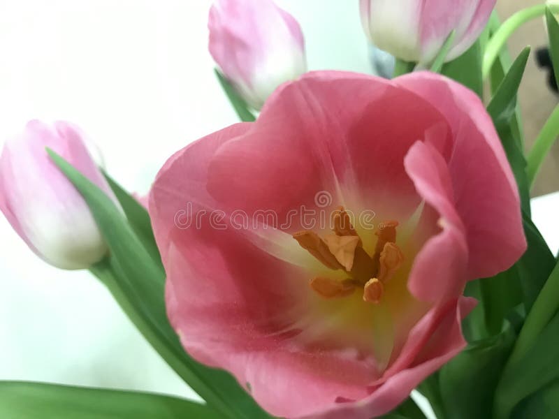 Rosa Tulpen an Valentinsgruß ` s Tag für Ihr geliebtes lizenzfreie stockfotografie Rosa Tulpen an Valentinsgruß ` s Tag für Ihr geliebtes lizenzfreie stockfotografie