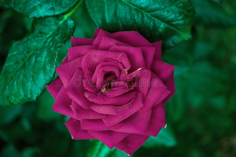 Rosa Rosa un giorno luminoso fotografia stock Rosa Rosa un giorno luminoso fotografia stock