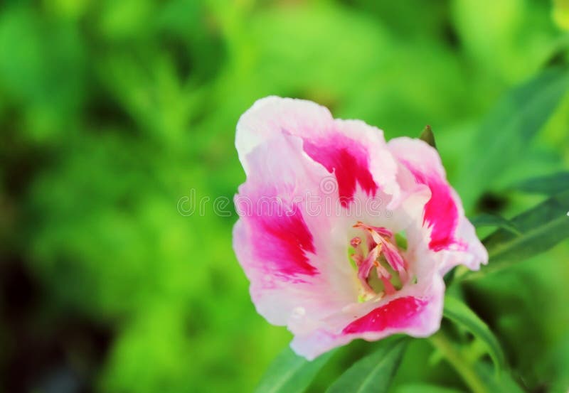 Rosa und weiße Blume oder Abschied Godetia zum Frühling Sein wissenschaftlicher Name ist Clarkia Amoena stockbild Rosa und weiße Blume oder Abschied Godetia zum Frühling Sein wissenschaftlicher Name ist Clarkia Amoena stockbild