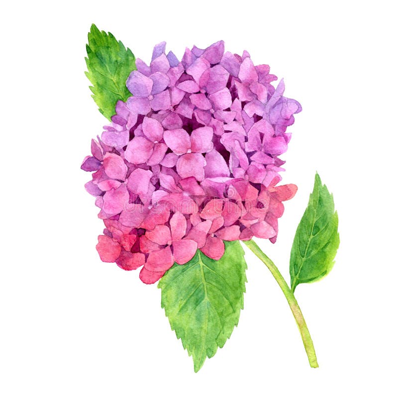 Rosa vanlig hortensia för vattenfärg royaltyfri illustrationer Rosa vanlig hortensia för vattenfärg royaltyfri illustrationer
