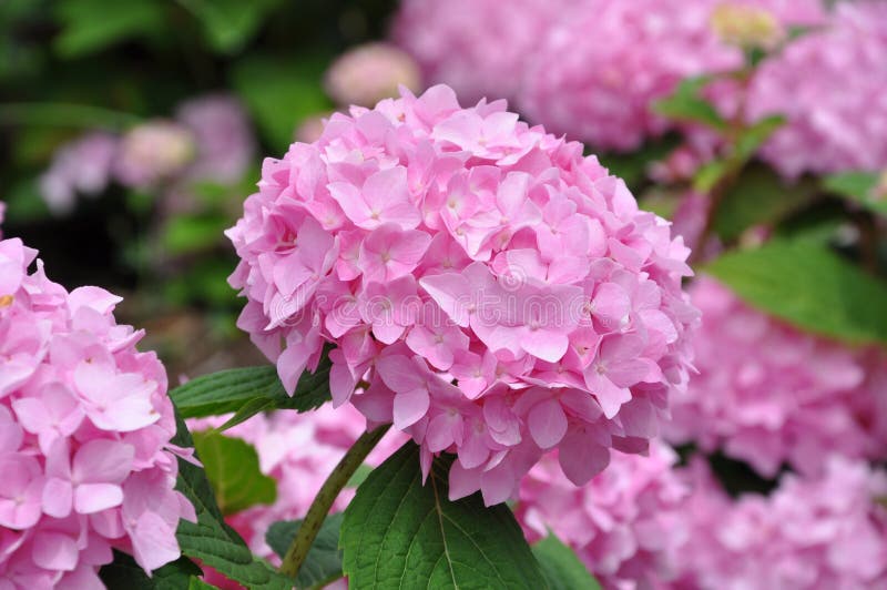 Rosa vanliga hortensior royaltyfria foton Rosa vanliga hortensior royaltyfria foton