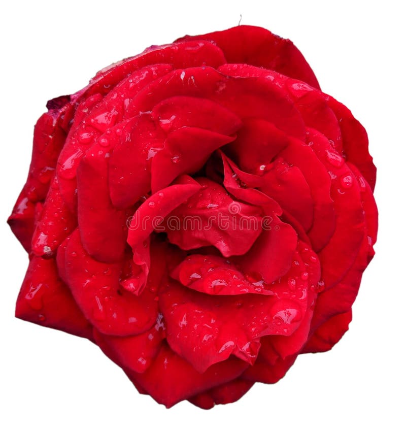 Rosa vermelha com gotas de água após chuva isolada sobre fundo transparente/branco